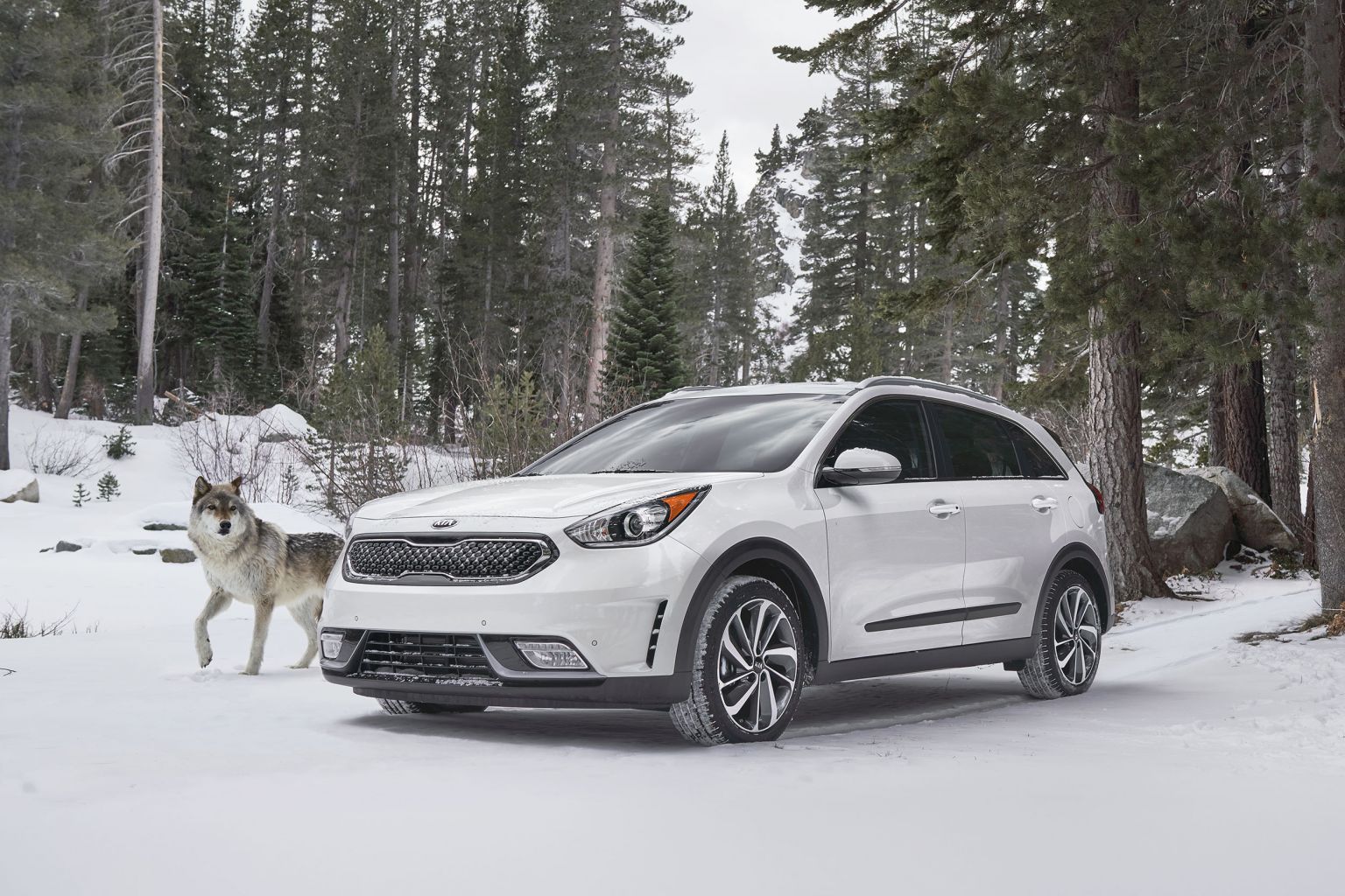 Jeff Ludes Photography | Kia Winter Animals Jeff Ludes Photography | Kia Winter Animals